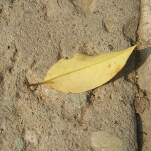 中国少女性交片
