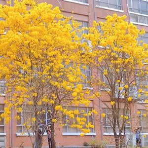 中国少女性交片
